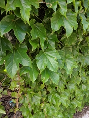Parthenocissus tricuspidata