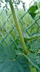 Urtica dioica