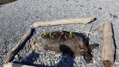 Northern Sea Otter photographed in Washington