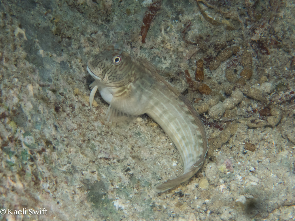 Black-lined blenny (Istiblennius lineatus) — Blenniidae