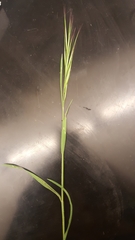 Bromus rigidus