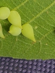 Caryomyia caryaecola