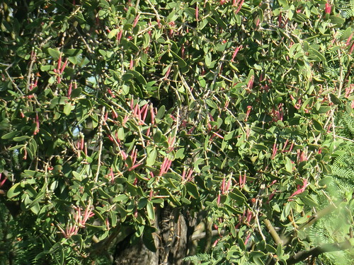 Image of Tapinanthus oleifolius by no rights reserved