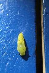 Marpesia petreus