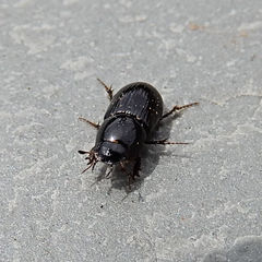 Aphodius