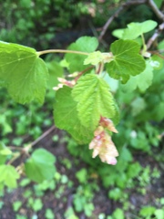 Ribes viscosissimum