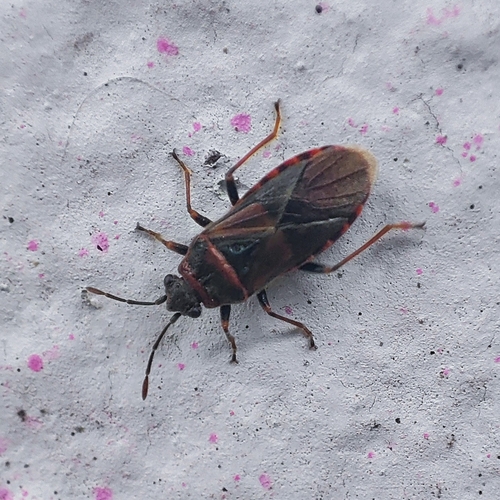 Elm Seed Bug, 9717 ED Groningen, Netherlands, photo 7 of 10