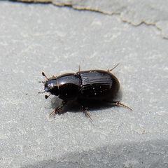 Aphodius