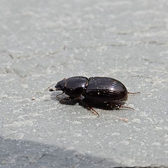 Aphodius