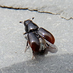 Aphodius