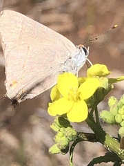 Strymon melinus pudica