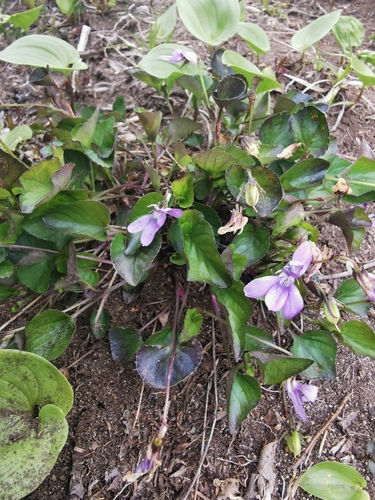 Image of Viola sacchalinensis by (c) Алина Плебейко, some rights reserved (CC BY)