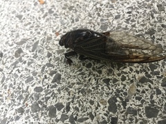 Cryptotympana aquila