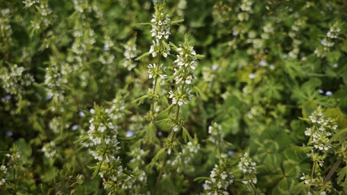Lagopsis supina