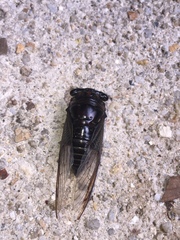 Cryptotympana aquila