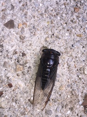 Cryptotympana aquila