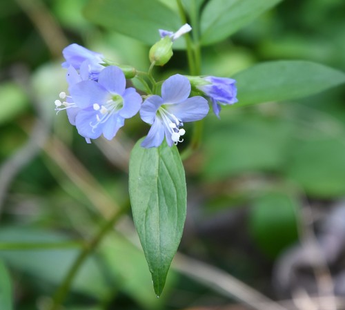 Polemonium reptans var. reptans