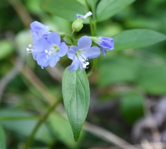 Polemonium reptans reptans