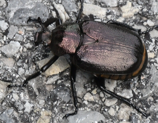 Rough Hermit Beetle from Randolph County, WV, USA on June 22, 2024 at ...