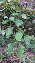 Passiflora alnifolia