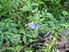 Polemonium reptans reptans