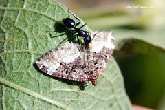 Camponotus laevissimus