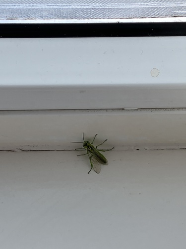 Narrow-striped Rhogogaster, Oudewerfslaan, Winschoten, Groningen, NL, photo 9 of 10