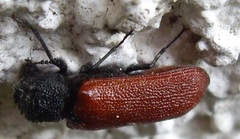 Bostrichus capucinus