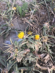 Centaurea procurrens