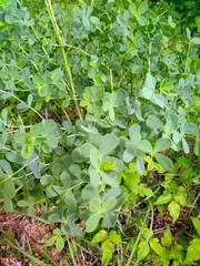 Baptisia australis