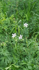 Geranium viscosissimum