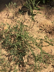 Phyllanthus parvulus