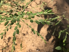 Phyllanthus parvulus