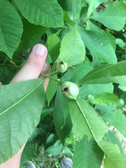 Phylloxera caryaecaulis