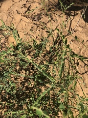 Phyllanthus parvulus
