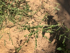 Phyllanthus parvulus