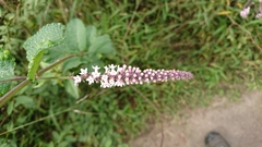 Aloysia