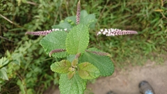 Aloysia