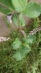 Aloysia