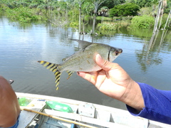 Semaprochilodus insignis