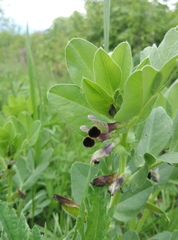 Vicia narbonensis