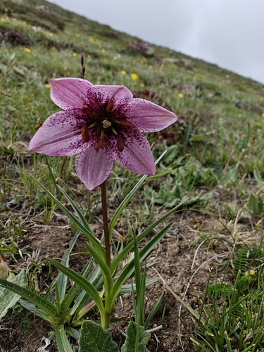 Lilium nanum, photograph 3