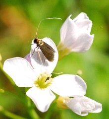 Cauchas rufimitrella