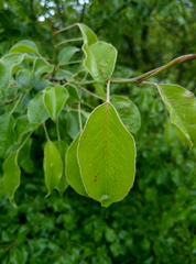 Pyrus communis caucasica