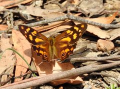 Heteronympha banksii
