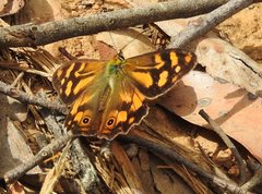 Heteronympha banksii