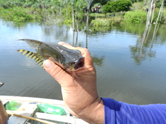 Semaprochilodus insignis