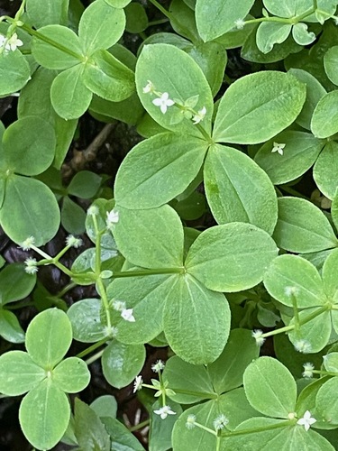 Galium kamtschaticum iNat (3)