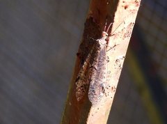 Dendroleon longipennis