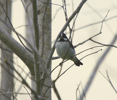 Sporophila lineola